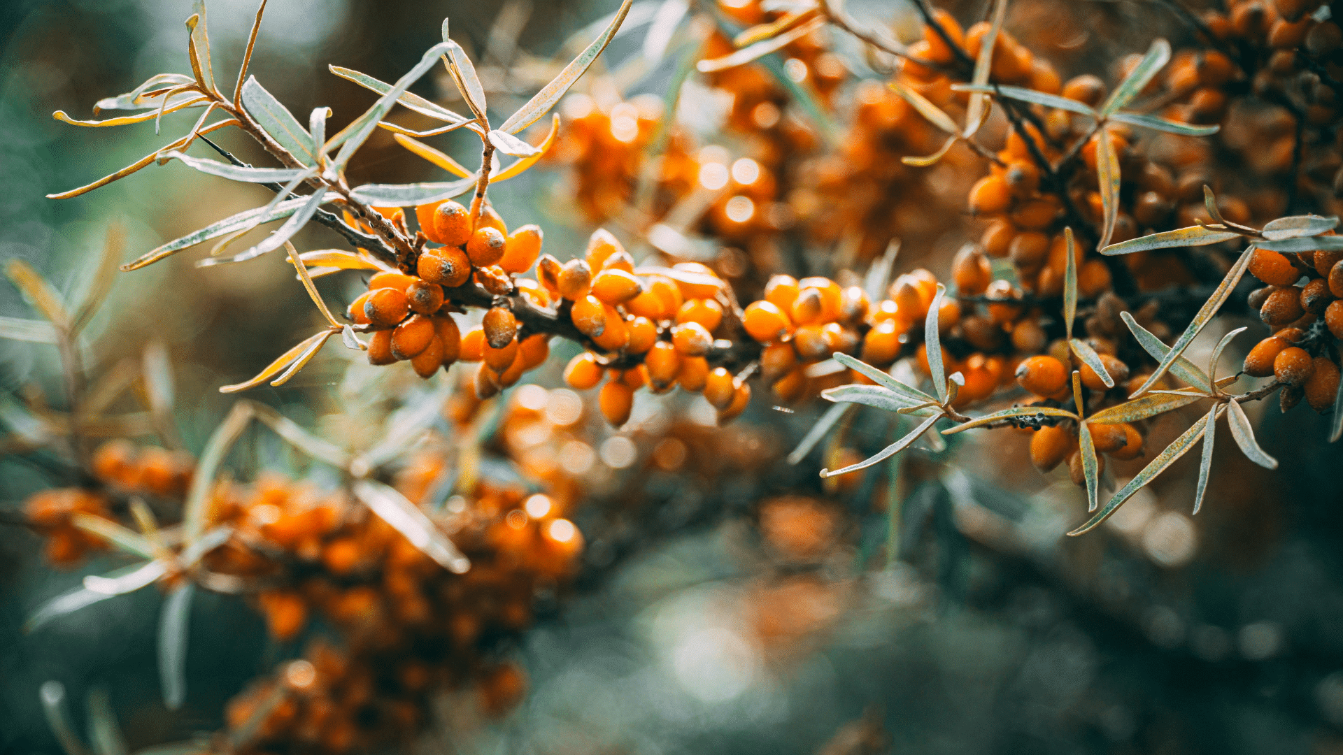 IPC-Methode-Metabolikit-6-1 IPC-Methode-Metabolikit-6-1